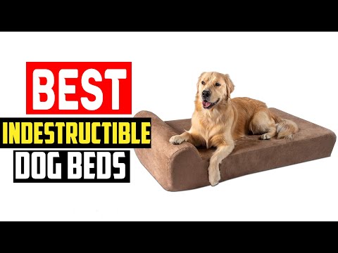 ✅Top 5  Best Indestructible Dog Beds in 2024