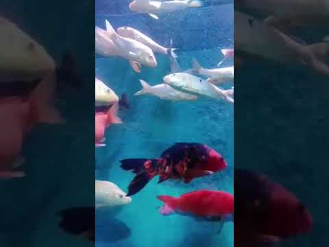 💙#trending #viral #allkerala #tamil #shortsvideo #short #guppy #fish #fishlover #malayalam #thrissur