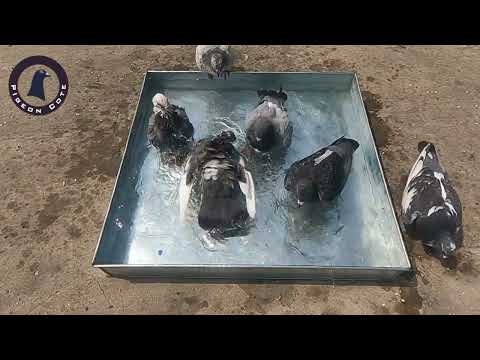 Pigeons are Taking Bath | Benefits Of Pigeons Bath | Pigeon Cote | Waleed Alam | Waleed's Pigeon