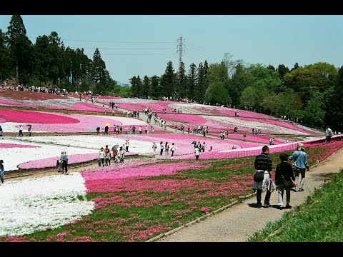 羊山公園（埼玉県）