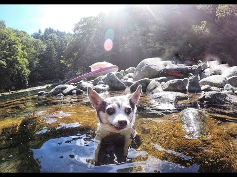 神奈川県青野原の野呂ロッジキャンプ場で愛犬と川遊び