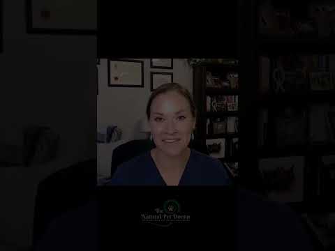 Natural Remedies for Bad Breath in Dogs & Cats with Dr. Katie Woodley - Holistic Veterinarian