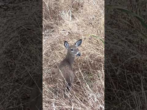 The little deer changed its coat color to a darker brown in the fall | Horizons_視野 | fawn | wildlife