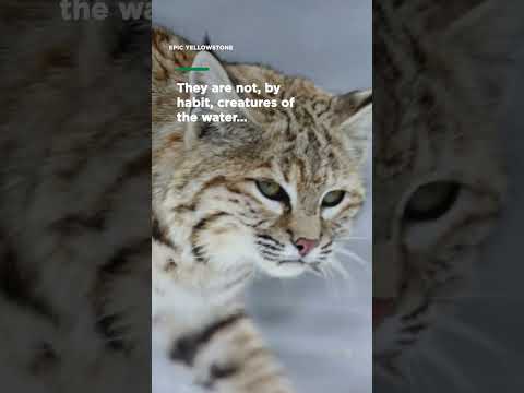 Tenacious bobcat hunts in deep snow | Smithsonian Channel #Shorts