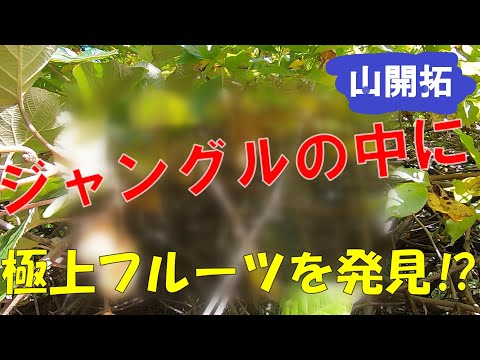 【山開拓】開拓中のジャングルの中に極上フルーツを発見！これ食べれるの⁉