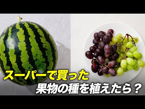 スーパーの種を育てることはできる？この条件さえ満たせば！