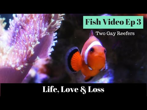 Fish are Friends - Life, Love & Loss