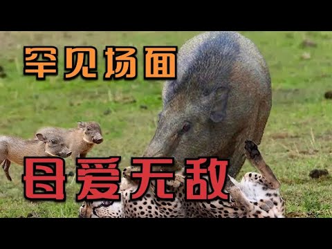 罕见的野猪为保护幼崽而打斗场面 | 野猪肉 | 世界上最大的野猪 | 动物世界