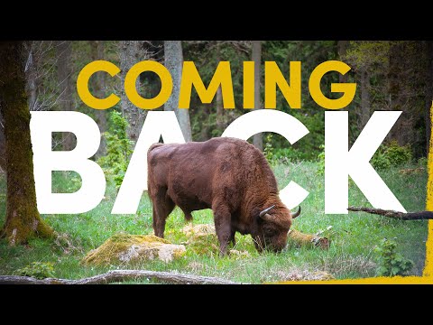 The Return of the Bison: Europe’s Largest Wild Animal