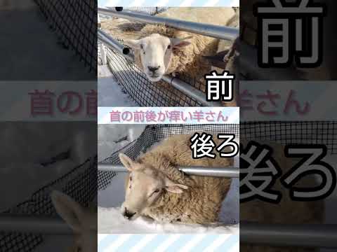 色んなところが痒い羊さん🐑🐑 #shorts