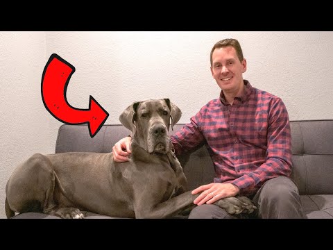 8 Reasons to LOVE Great Danes!