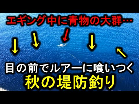 堤防エギングで連発を楽しむ最中…突然現れた青物の大群が目の前でルアーを喰らう