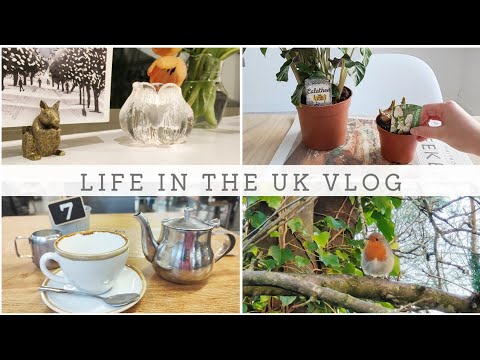 【イギリス暮らしvlog】ガーデンセンターへ観葉植物を買いに行ったよ。