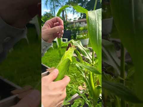 First Corn Harvest #garden