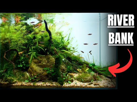 I MADE A RIVERBANK FOR TINY RASBORAS AND LOACHES! Aquascape Tutorial