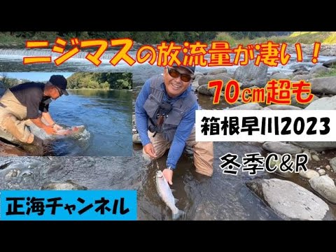 ニジマスの放流量が凄い！　箱根早川2023