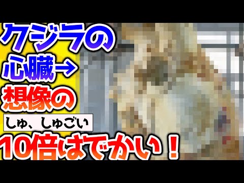 【2ch動物スレ】クジラの心臓、お前らの想像する10倍はでかい→こんなの怖すぎるわｗ【なんj】 #生き物 #2ch