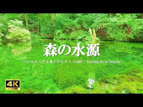 森の水源に広がる水の音 鳥のさえずり：癒し、勉強、作業BGMなどにご活用ください【自然音,ASMR,4K,relaxing  nature sounds】