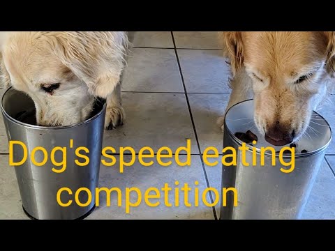 Is my dog's eating speed good or not?