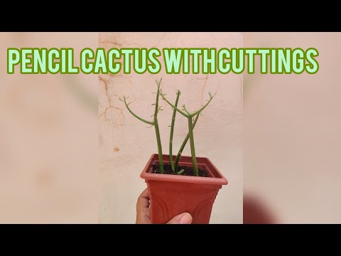 Growing Pencil Cactus | Care tips | Growing tips from cuttings #pencilcactus #cactus