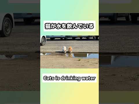 水たまりで猫が水を飲んでいる🐈#猫 #野良猫 #野生生物 #自然観察