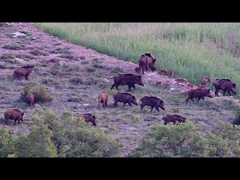 PERFECT DRIVEN WILD BOAR HUNT - HARİKA SÜREK DOMUZ AVI