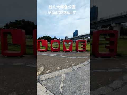 新北大都會公園花海綻放到6月中