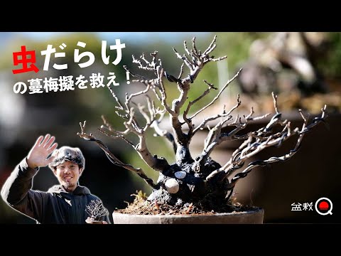 [Removal & Disinfection] Insect-infested climbing thorn and lime sulfur mixture [Bonsai Q]