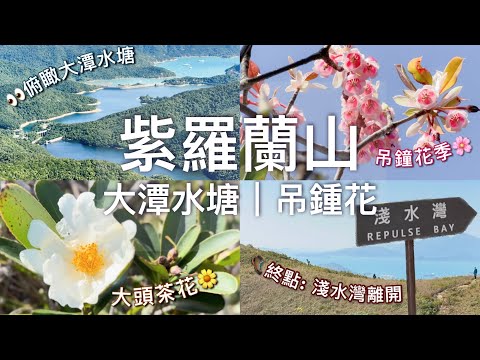 【香港好去處】吊鍾花又開了🌸 紫羅蘭山 - 淺水灣｜超美！🥾航拍視覺俯瞰大潭水塘（2023 路線紀錄）