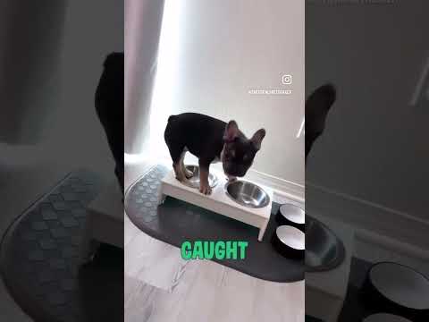 French Bulldog Puppy Caught #Shorts #Dog