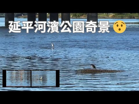 延平河濱公園河岸的奇景！鷺鷥搭浮木，像坐船遊河觀光一樣，太驚訝了！