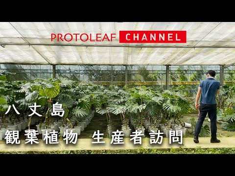 【生産者訪問】八丈島　観葉植物の生産者訪問