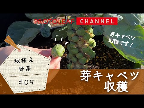 【秋植え野菜#09】芽キャベツの収穫【プランターで育てる】