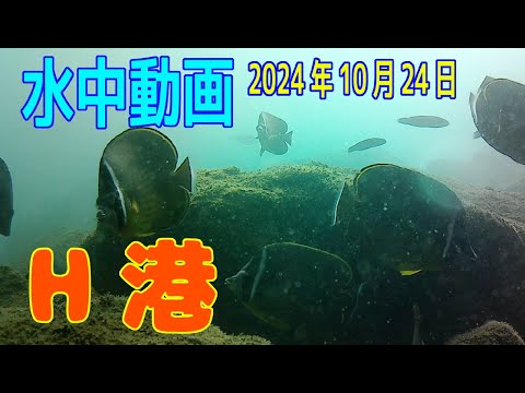 水中動画（2024年10月24日）in　H港