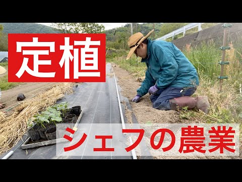 【 シェフの農業 】いよいよ定植　育てた苗を畑に植えます。」