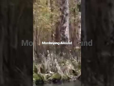 Silver Springs Monkey #shortsvideo #shorts