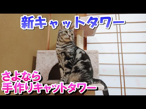 キャットタワー購入！自作キャットタワーは不要？MAU　エスカリエ（アメリカンショートヘア）