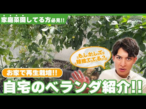 【ベランダを初公開!!】お手軽にベランダ菜園をする方法!!~初心者にオススメ~