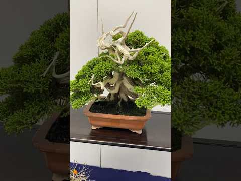 49th Sakufu Bonsai Exhibition