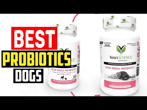 ✅ Top 5 Best Probiotics for Dogs in 2024