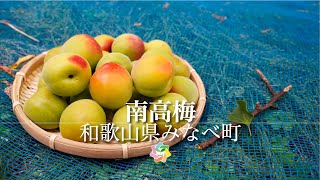 【ひだかブランド】第4弾  南高梅編