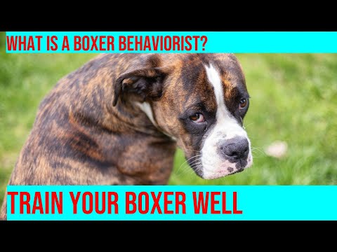 Choosing a Boxer Behaviorist: What to Look For