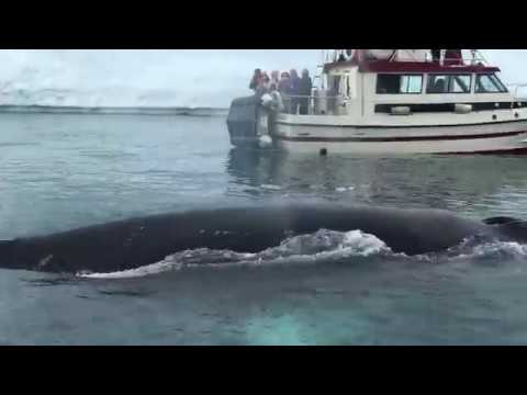 伊盧利薩特 Arctic-Ilulissat（humpback wale - ice berg -  ponant 座頭鯨、冰山崩落）