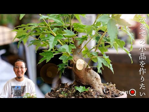 I want to make a small bonsai from a fat maple in the field [Bonsai Q]