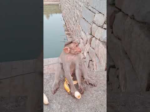 Monkey loves fruit #banana #eating #baby #monkey #monkeyvideo #animallover #viralvideo #cutemonkey