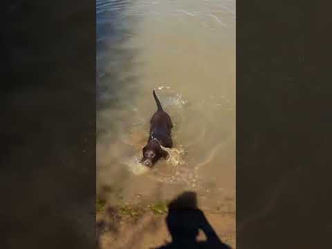 this was his first try at swimming check other vids for him actually swimming