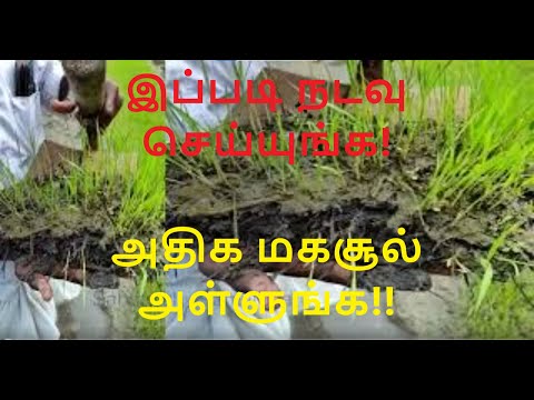 எப்படி நடவு செய்தால் அதிக மகசூல் பெற முடியும்? ADHIGA MAGASOOLUKU NADAVU SEIYUM MURAI.