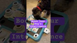 Boost Your Pet’s Intelligence with Playful Training #InteractivePetToy #shorts  #petgames  #puppy