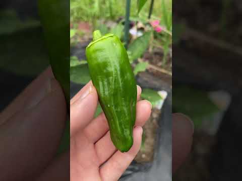 ピーマン収穫【家庭菜園だより】green pepper