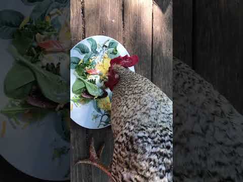 Rooster and hen obliterate salad 🥗 #rooster #hen #backyardchickens #chicken #salad